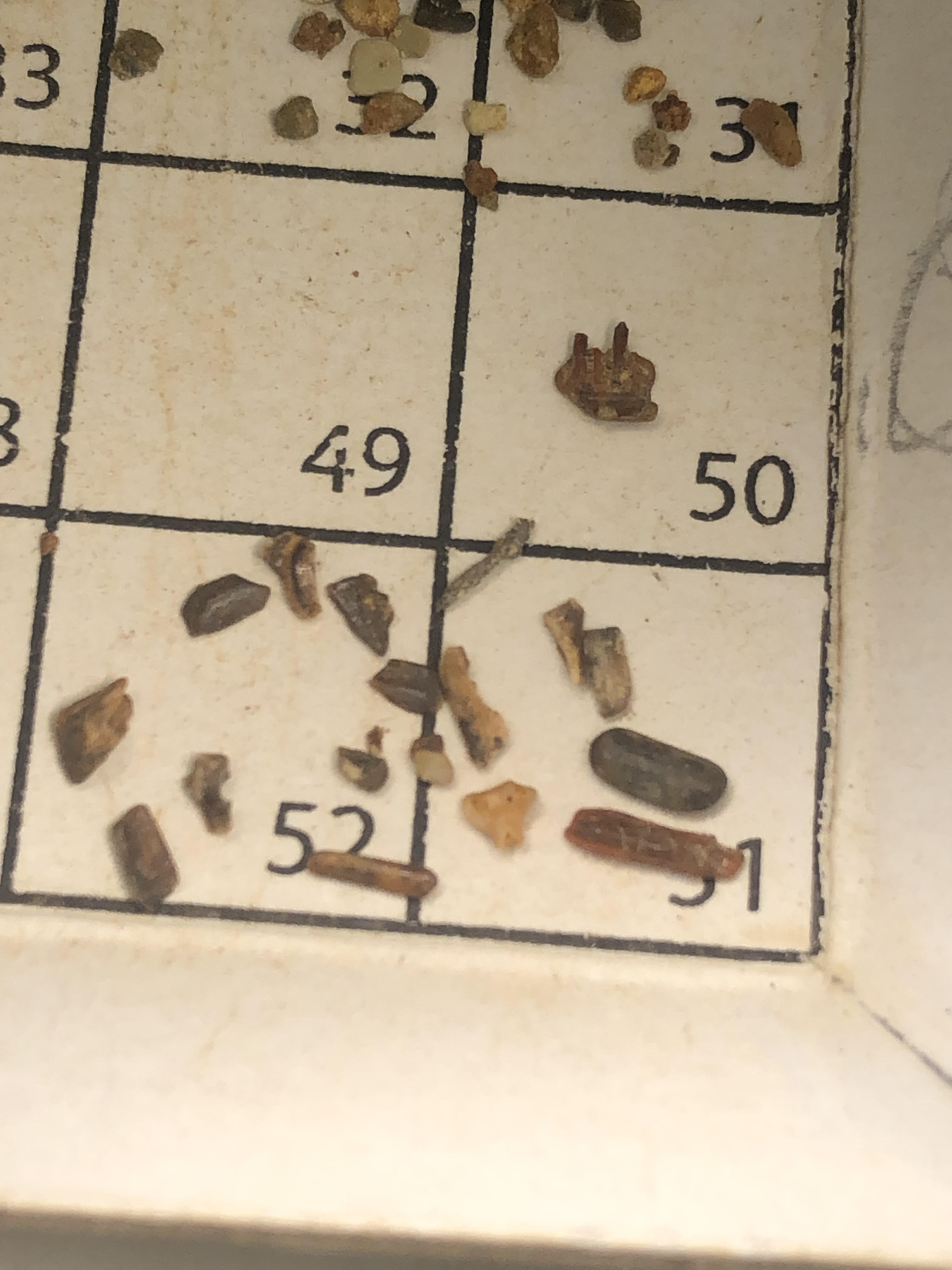 A Selection of Tiny Fossils found Dec. 10, 2023 by Atharva Roy