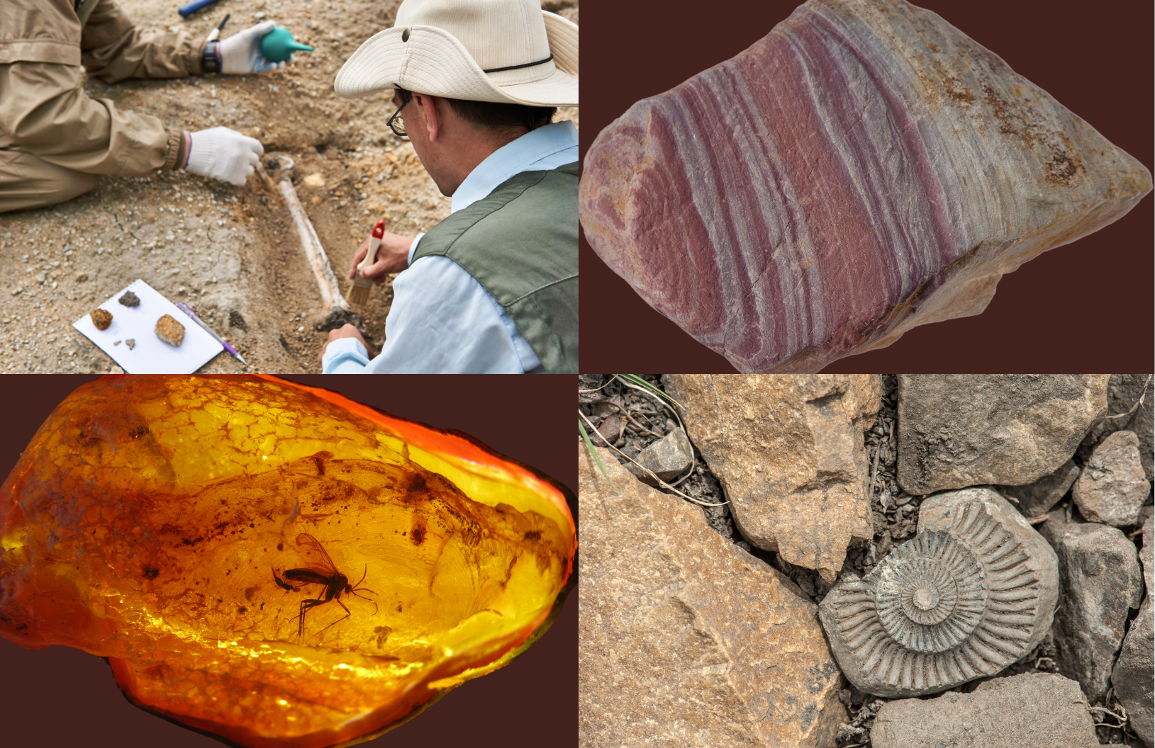 Rock and Fossil Road Show promotional image