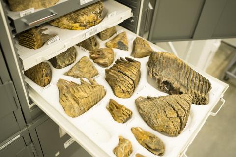 Photo of a collections drawer containing many partial and full samples of ice age animal fossils and bones