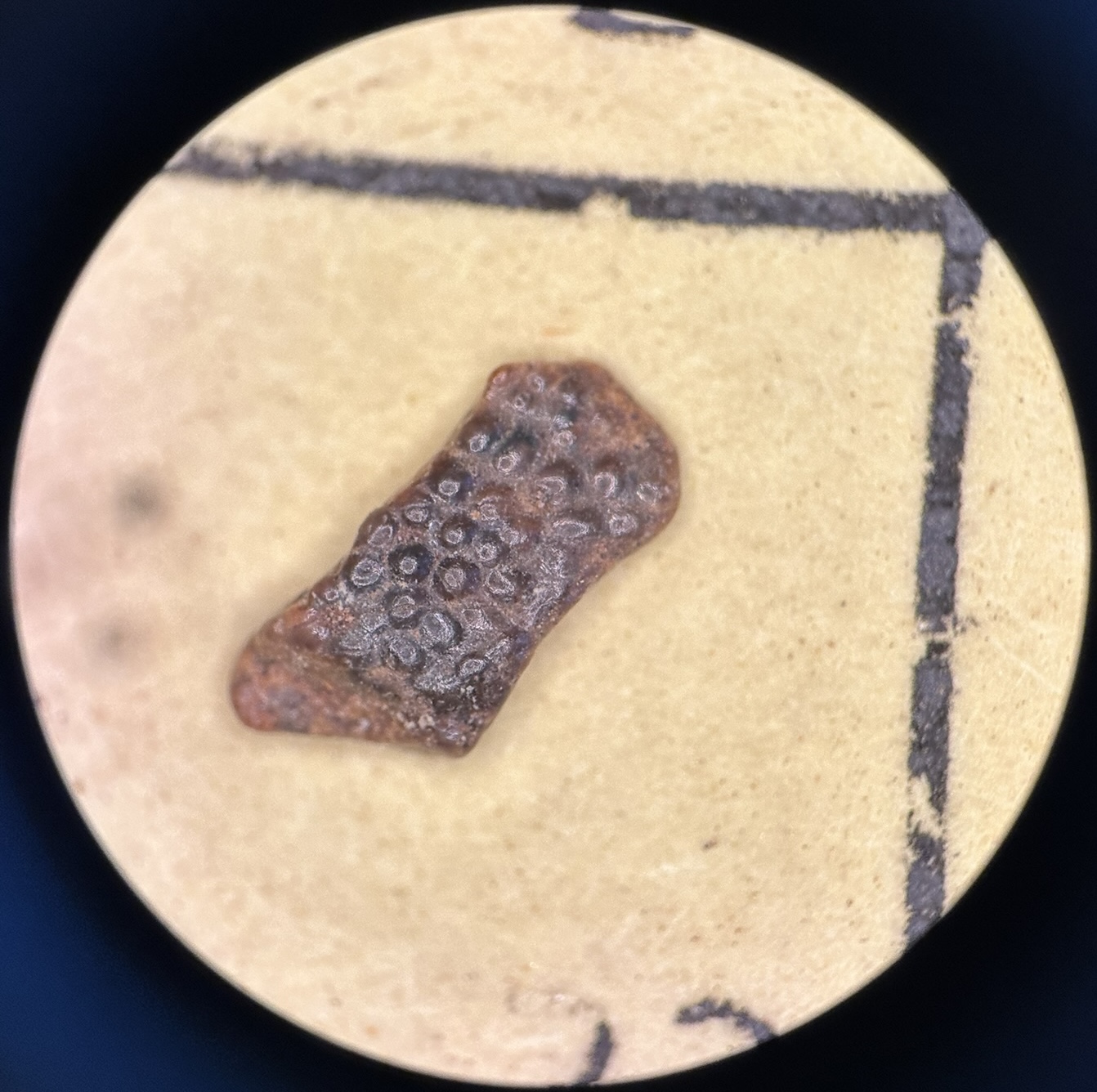 A fragment of fish skull. It is brown, oblong, and has small bumps on it.