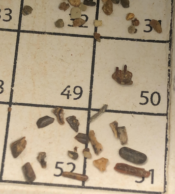 A Selection of Tiny Fossils found Dec. 10, 2023 by Atharva Roy