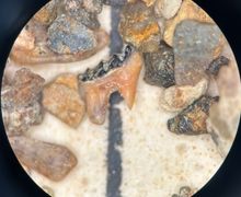 Multituberculate molar