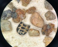 Ectypodus multituberculate upper molar