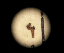 Insectivore tooth, I think; missing one root