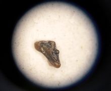 Marsupial tooth