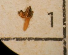 Insectivore tooth (partial)
