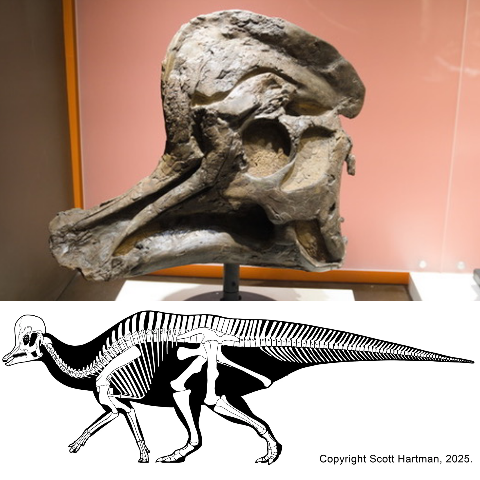 Corythosaurus skull drawing