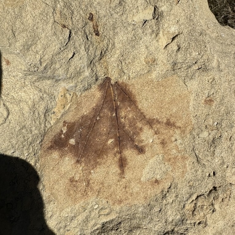 A dicot leaf fossil preserved in Paskapoo Formation sandstone.